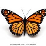 2025年香港期开奖最新结果查询与时间安排 5ody5lioq