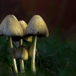 2025年香港开奖75期最新结果与全程回顾 693mhp