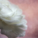 20280期最新开奖结果查询与中奖号码公布 7ar875p