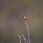 2025年第178期开奖结果最新公布 wq81c3si